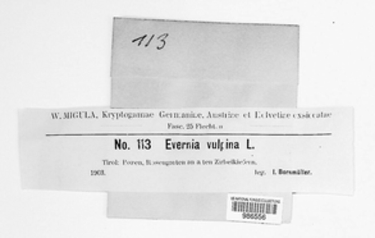 Evernia vulpina image